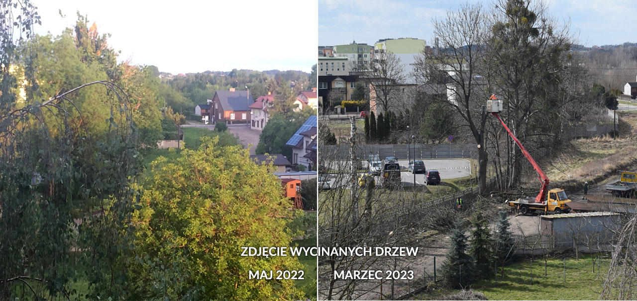 Zdjęcie drzew z maja 2022 i marca 2023 nadesłane przez zaniepokojoną mieszkankę
