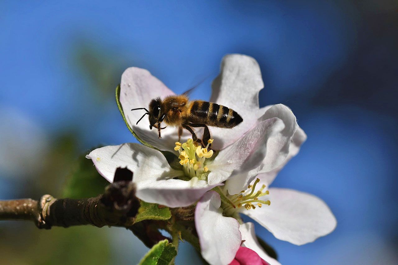 Więcej pszczół na Słonecznej. Miasto planuje nowe nasadzenia miododajnych drzew