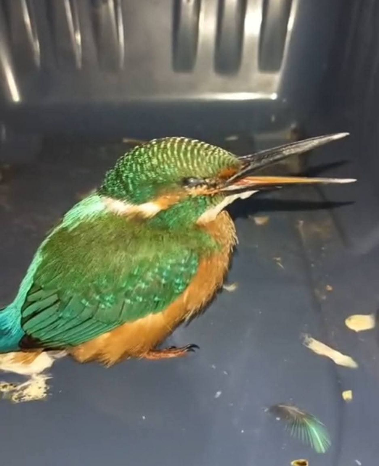 Ranny zimorodek uratowany w gminie Dobra. Ptak trafił do ośrodka rehabilitacji