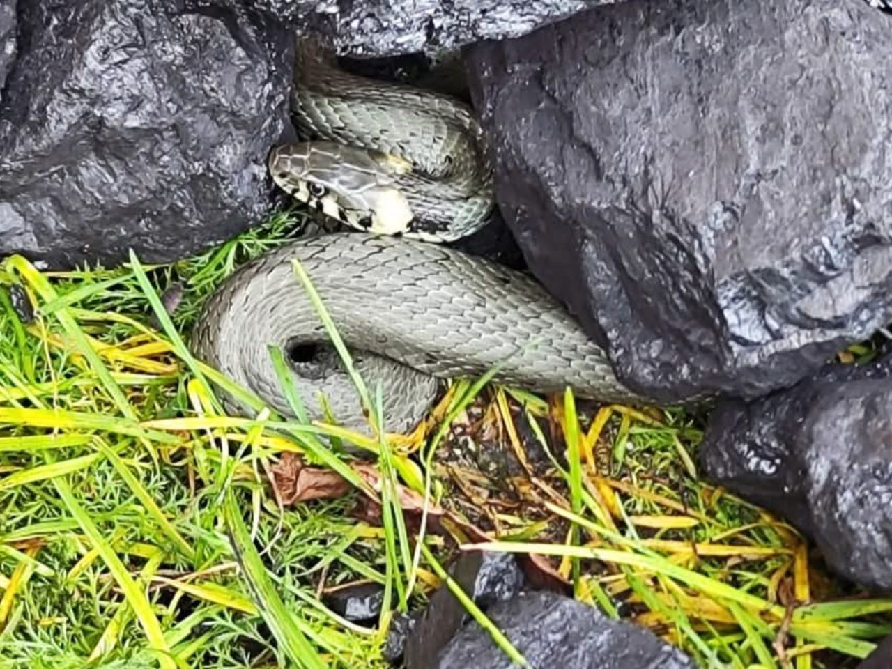 Węgiel z niespodzianką. Mieszkanka powiatu tureckiego znalazła węża, pomógł policjant z Turku